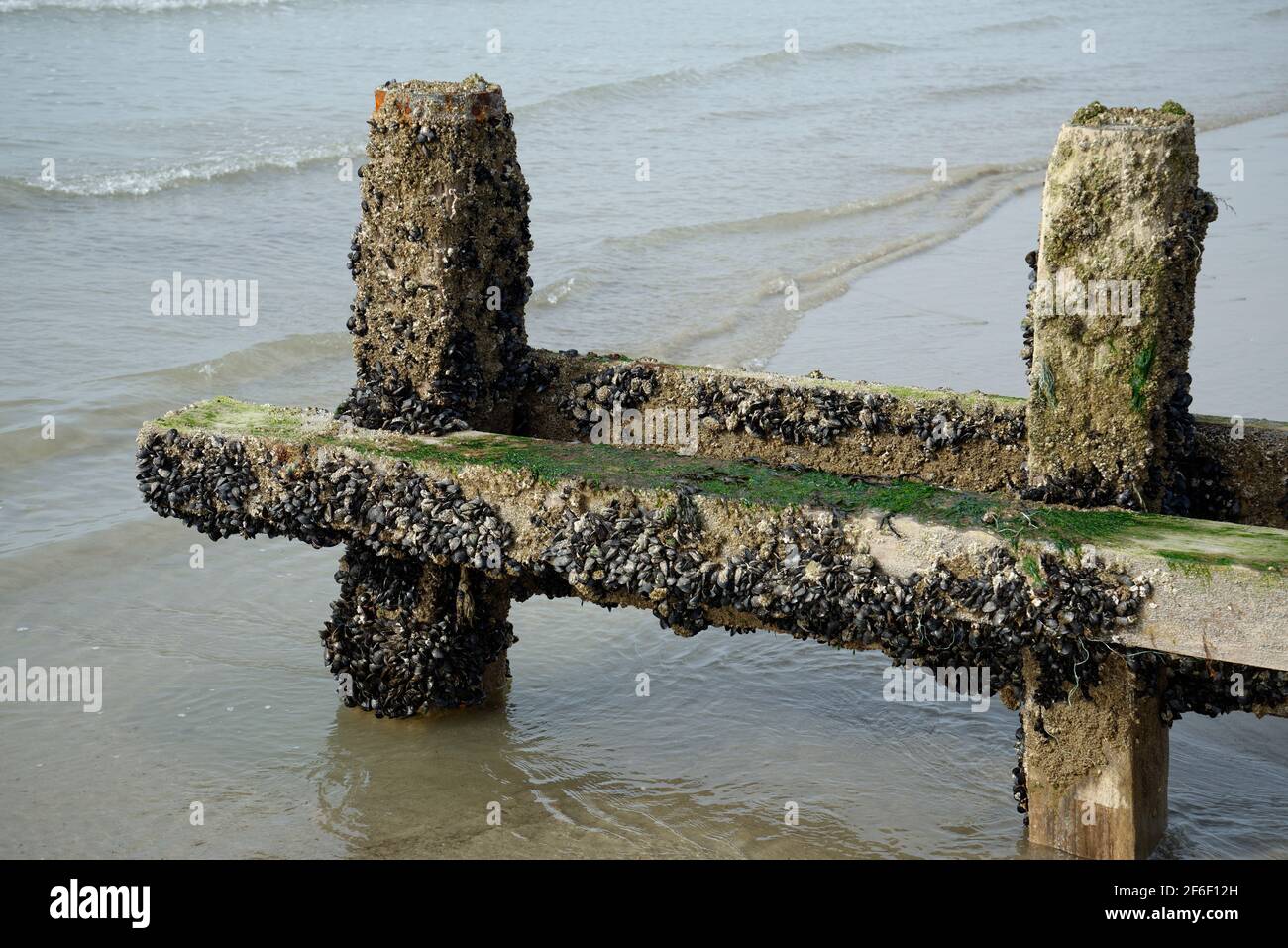 Piccole cozze selvatiche attaccate ai pali di legno di un gallo da spiaggia. Foto Stock