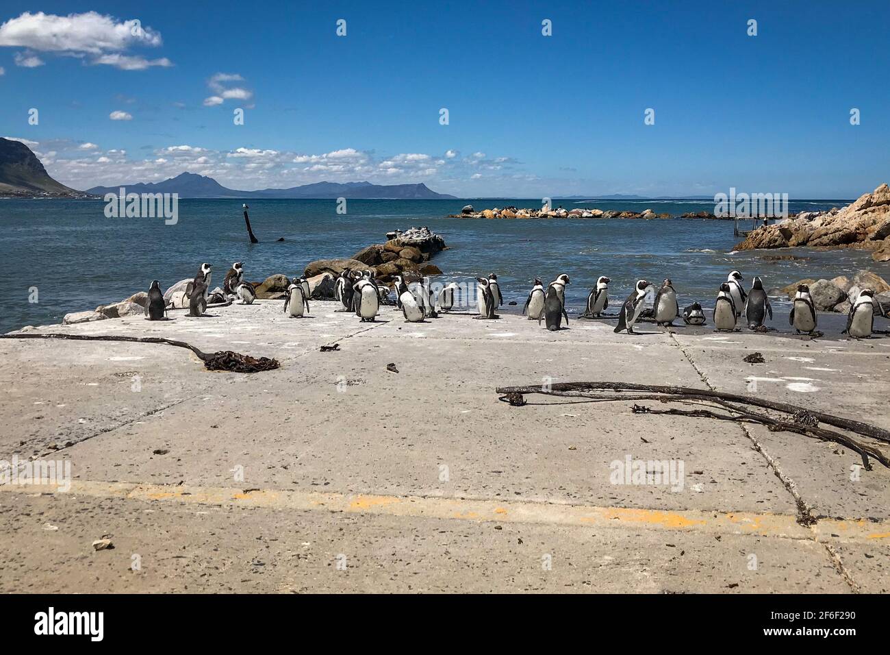 Vista panoramica di una colonia di pinguini nella riserva naturale di Stony Point nella Betty's Bay vicino a Città del Capo, in Sud Africa, in una giornata di sole Foto Stock