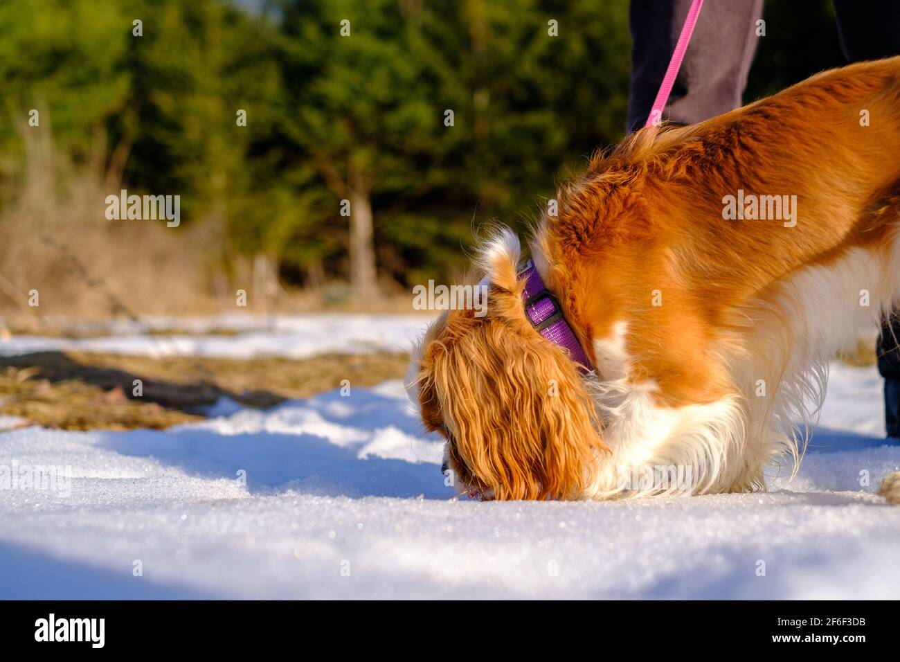 Un Cavalier re Charles Spaniel fuori per una passeggiata sniffs una grande porzione di neve sul terreno. Il cane da compagnia indossa un collare viola sulla sua colorazione Blenheim Foto Stock