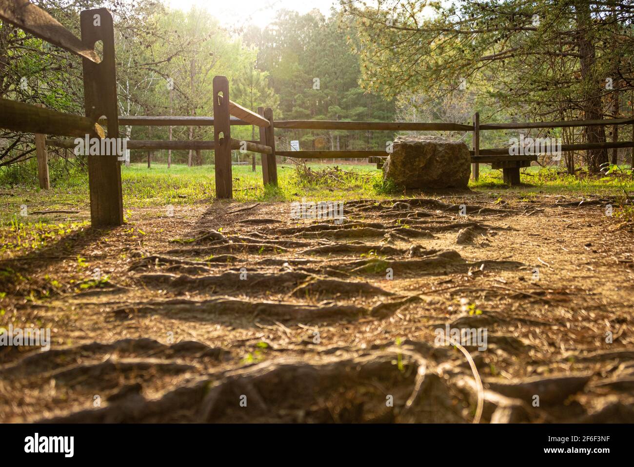 Songbird Habitat e Woodland Trail al tramonto in Stone Mountain Park vicino Atlanta, Georgia. (STATI UNITI) Foto Stock