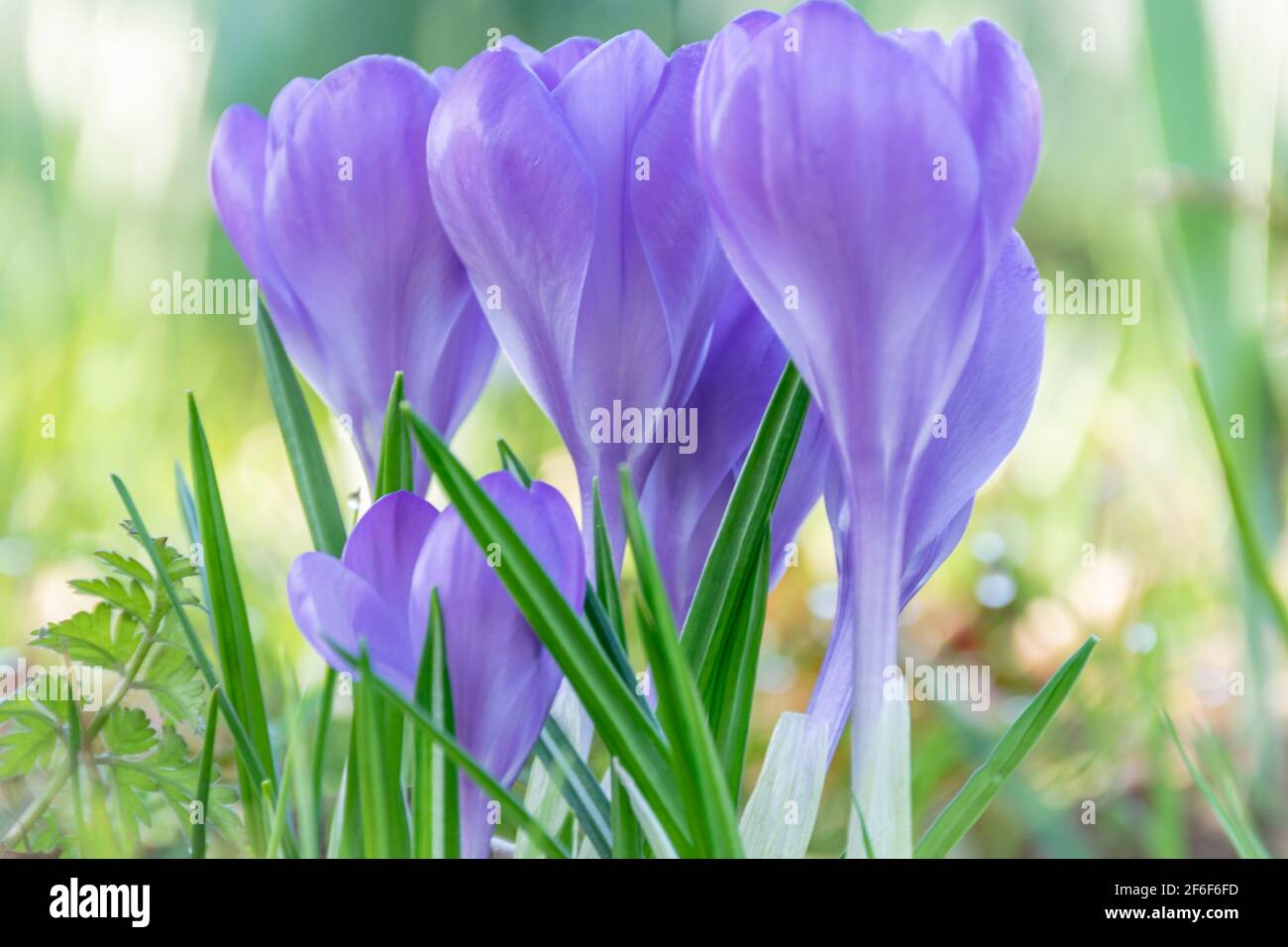 Croccus viola morbido al mattino Foto Stock