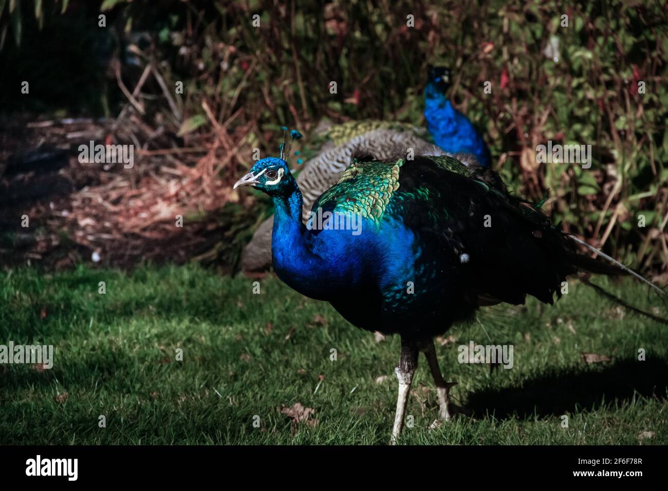 Victoria, Vancouver Island, British Columbia - Ottobre 18 2018: Un grande pavone maschio - Indian Peafowl - Struts intorno Beacon Hill Park a Victoria ON Foto Stock
