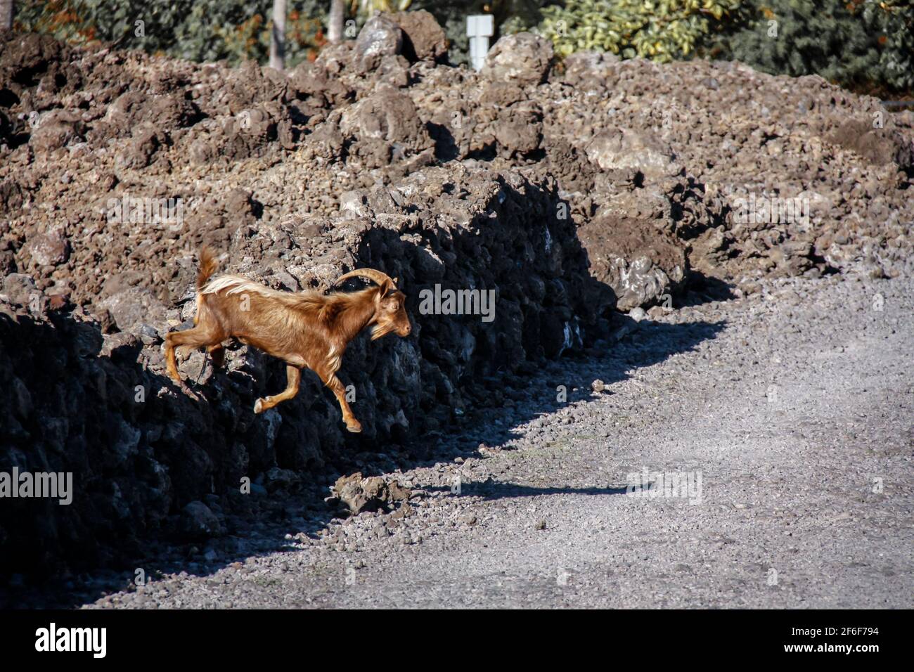 Big Island Hawaii USA - Febbraio 25 2019: Una capra selvaggia salta attraverso le scogliere rocciose della Big Island delle Hawaii. Foto Stock