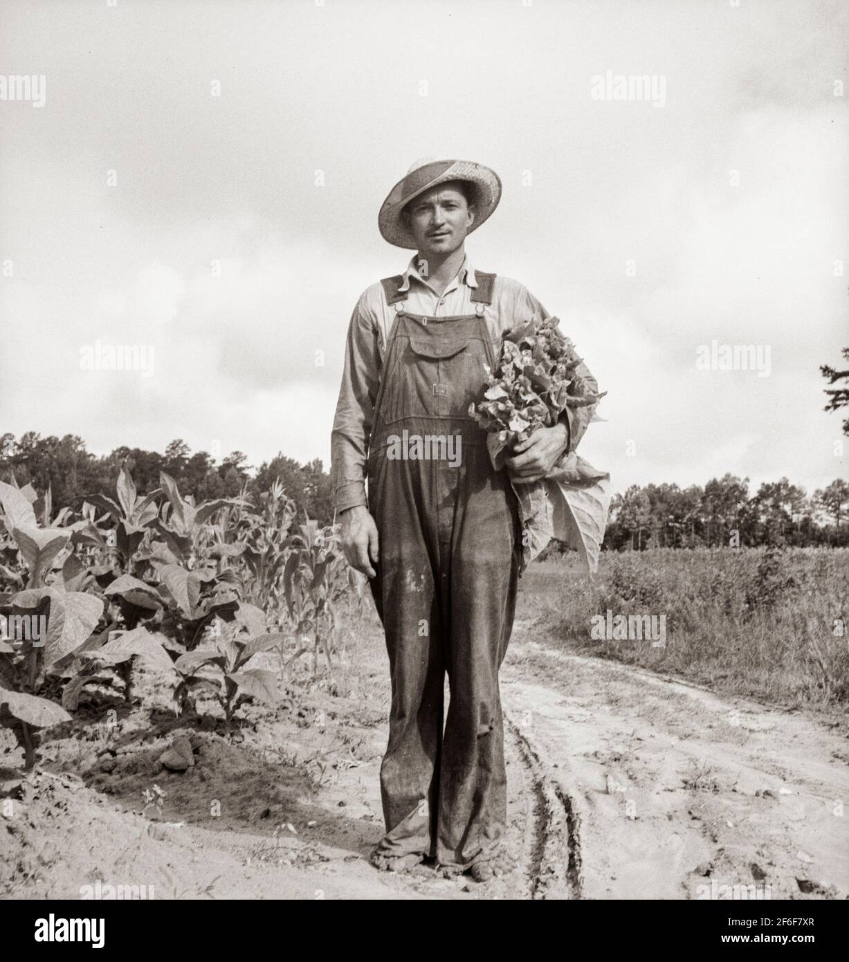Lo sharecropper bianco, il sig. Taylor, ha appena finito di innescare questo campo di tabacco. Granville County, North Carolina. 1939. Fotografia di Dorotea Lange. Foto Stock