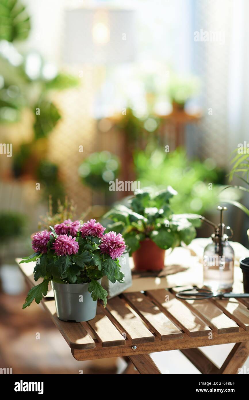 Casa verde. Pianta in vaso su un tavolo di legno a casa moderna in giornata di sole. Foto Stock