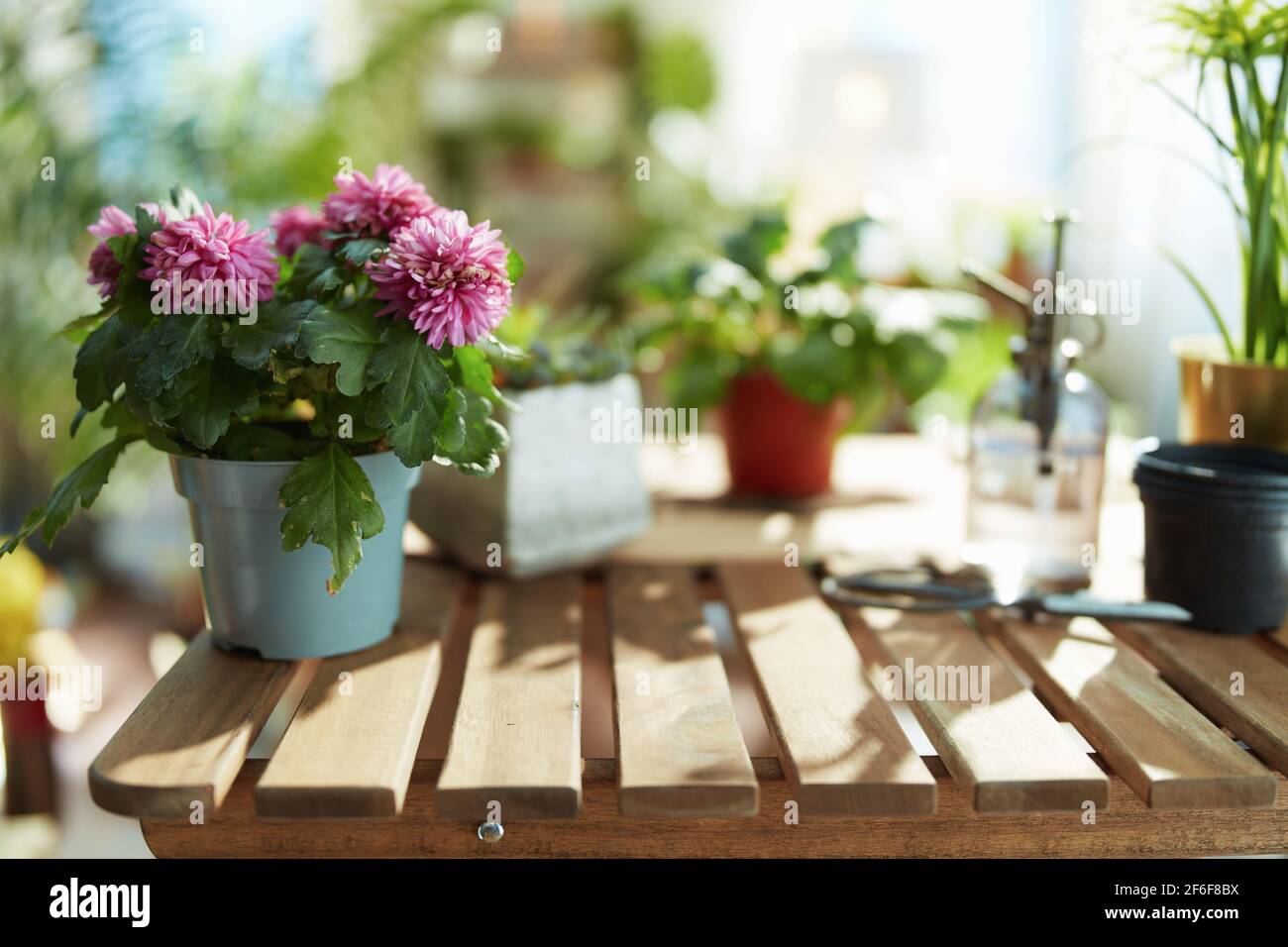 Casa verde. Pianta in vaso su un tavolo di legno nella casa moderna in giornata di sole. Foto Stock