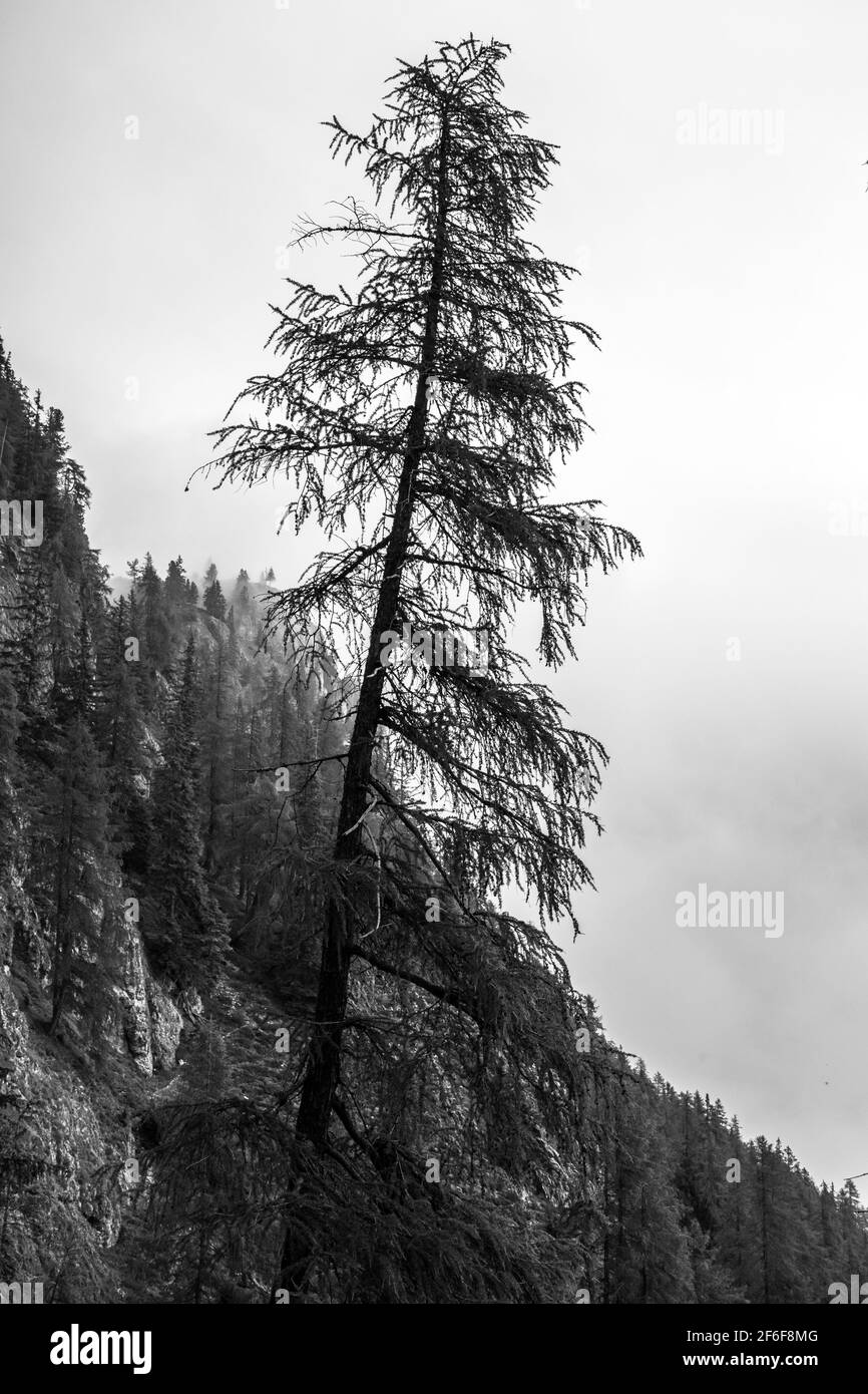 Larice. Larix decidua albero. Val Badia. Alpi Italiane. Europa. Foto Stock