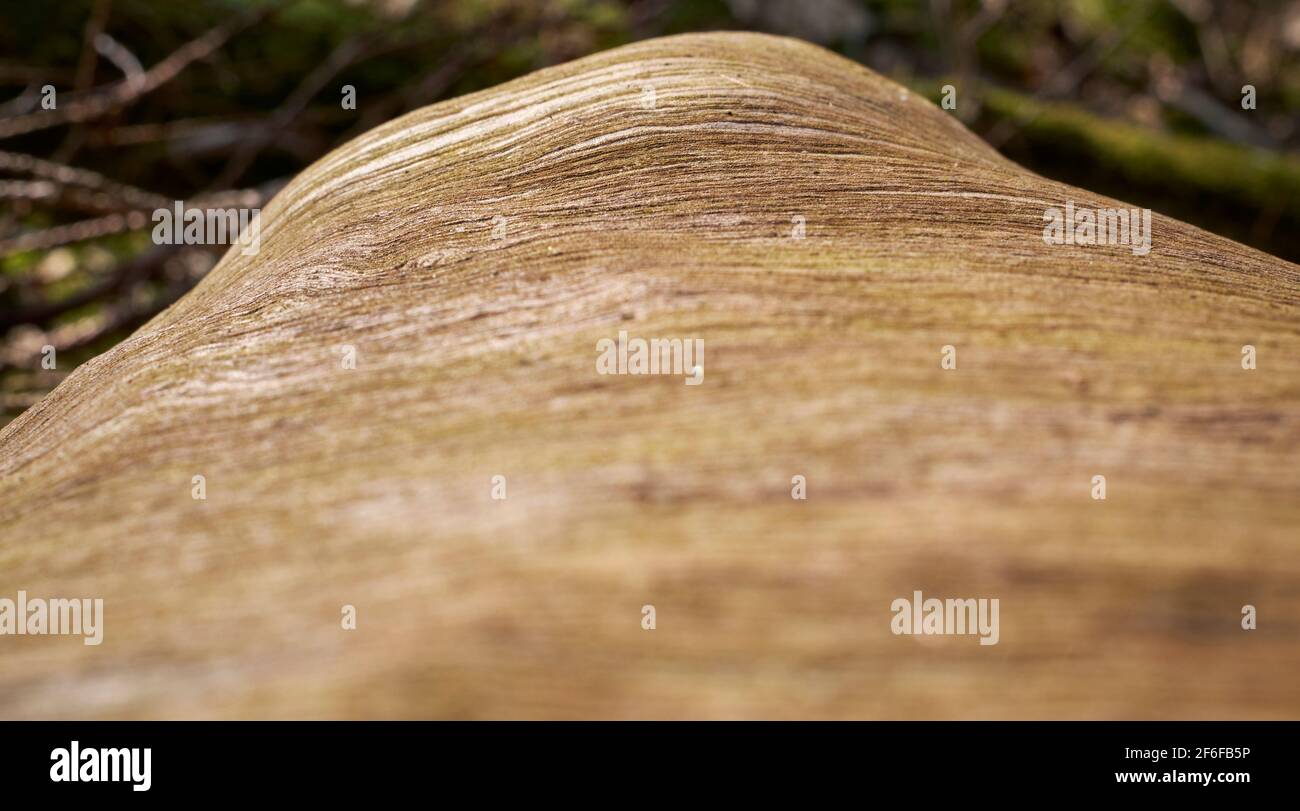 Linee strutturate sullo stelo di un vecchio albero in primo piano Foto Stock