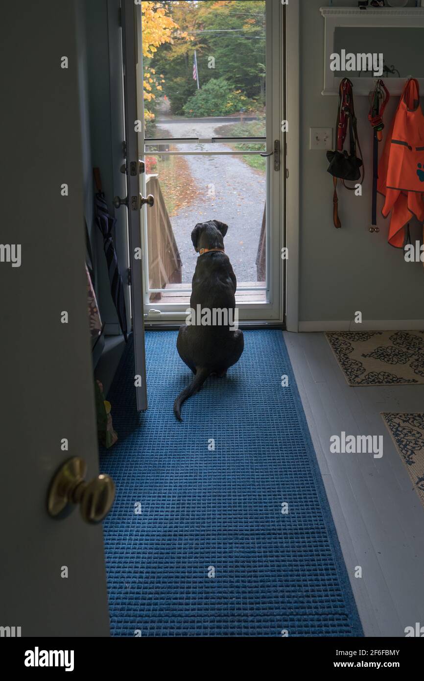 Cane nero in attesa alla porta, guardando all'esterno. Foto Stock