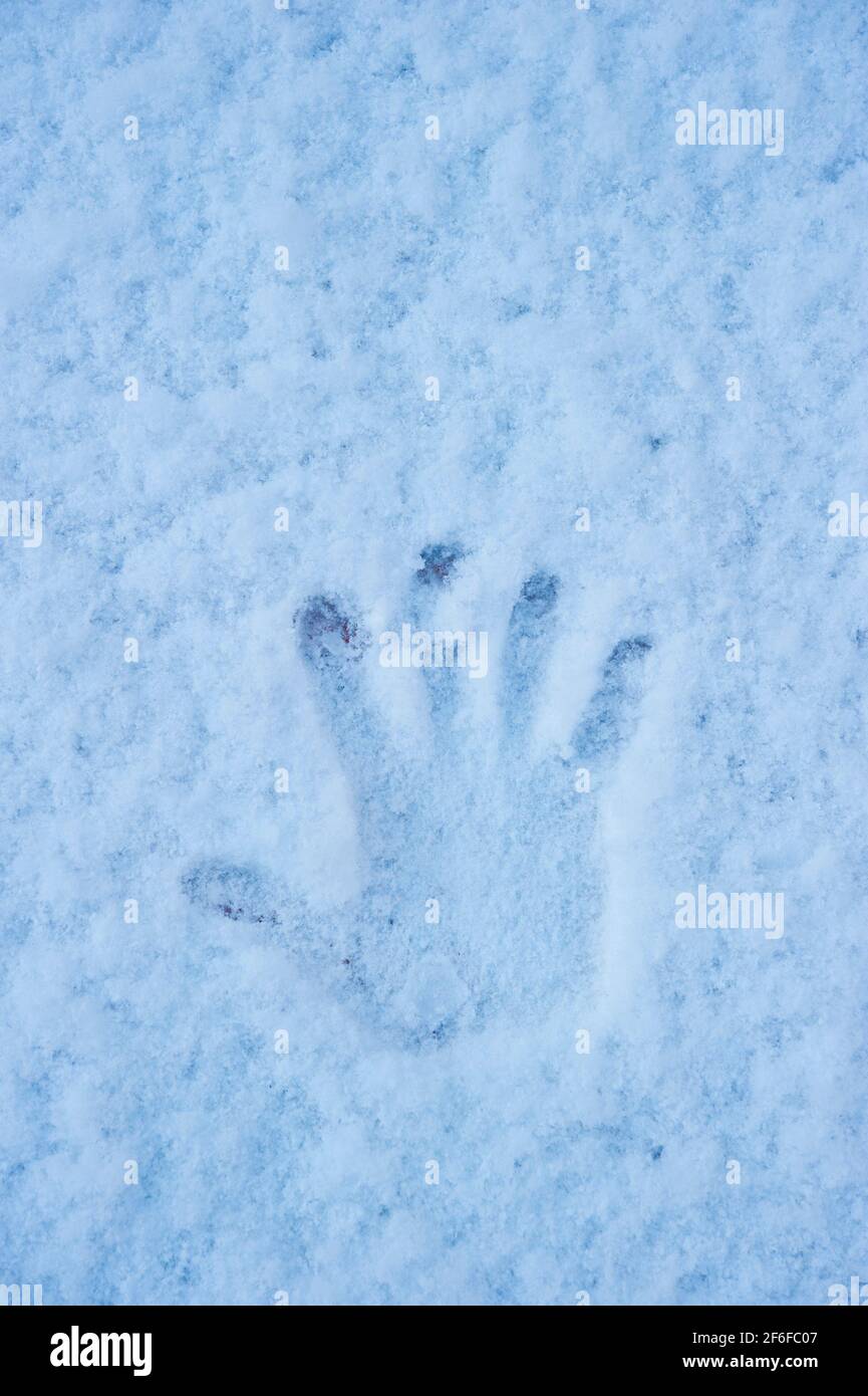 Stampato a mano nella neve - concetto di nero nordico Foto Stock