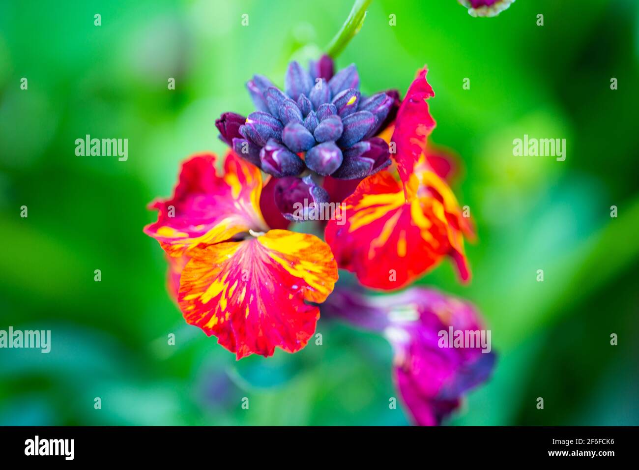 fiori di wallflowers, Cheiranthus cheiri o Erysimum in primavera, fiore colorato Foto Stock