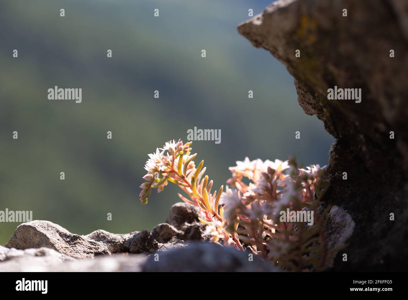Piante in fiore di sedum bianco nella regione montana dei Carpazi. Stonecrop pianta su sfondo sfocato. Foto Stock