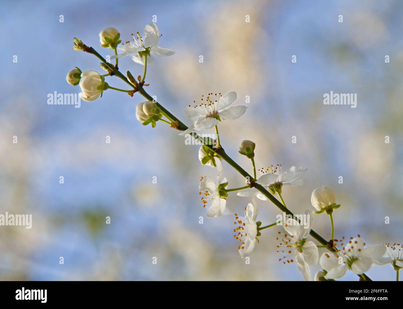 Ramo con fiori bianchi contro un cielo blu Foto Stock