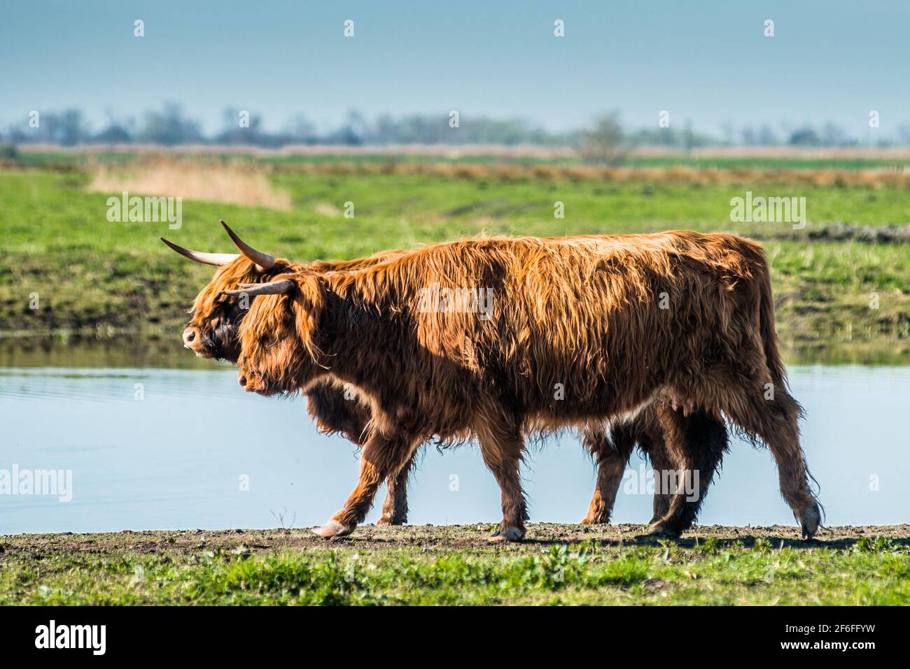 Highland il pascolo di bestiame su Wicken Fen nella Riserva Naturale del Cambridgeshire, East Anglia, Inghilterra, Regno Unito. Foto Stock