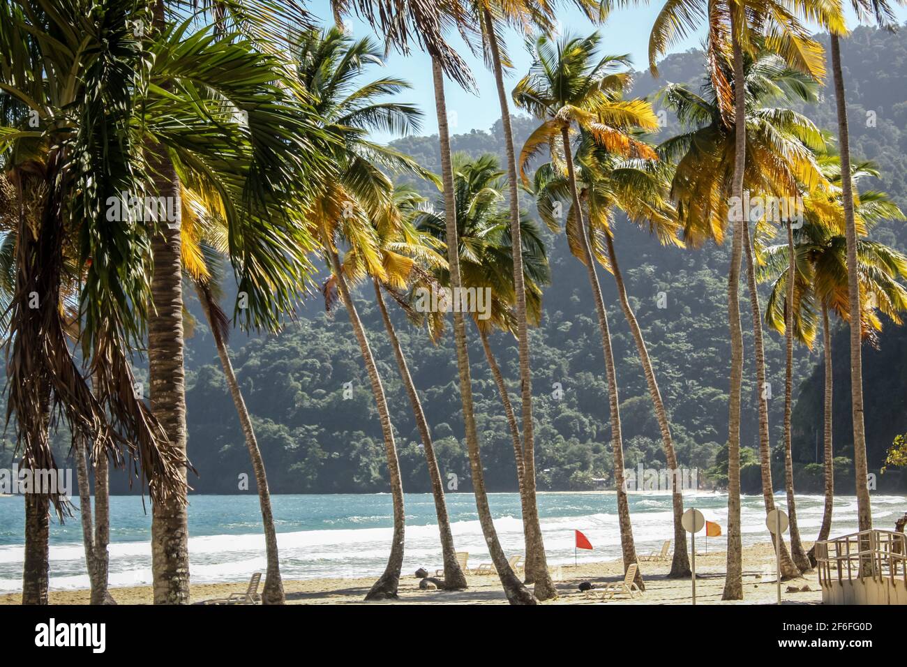 Una fila di palme linea spiaggia sabbiosa Maracas a Trinidad e Tobago, dicembre. Foto Stock