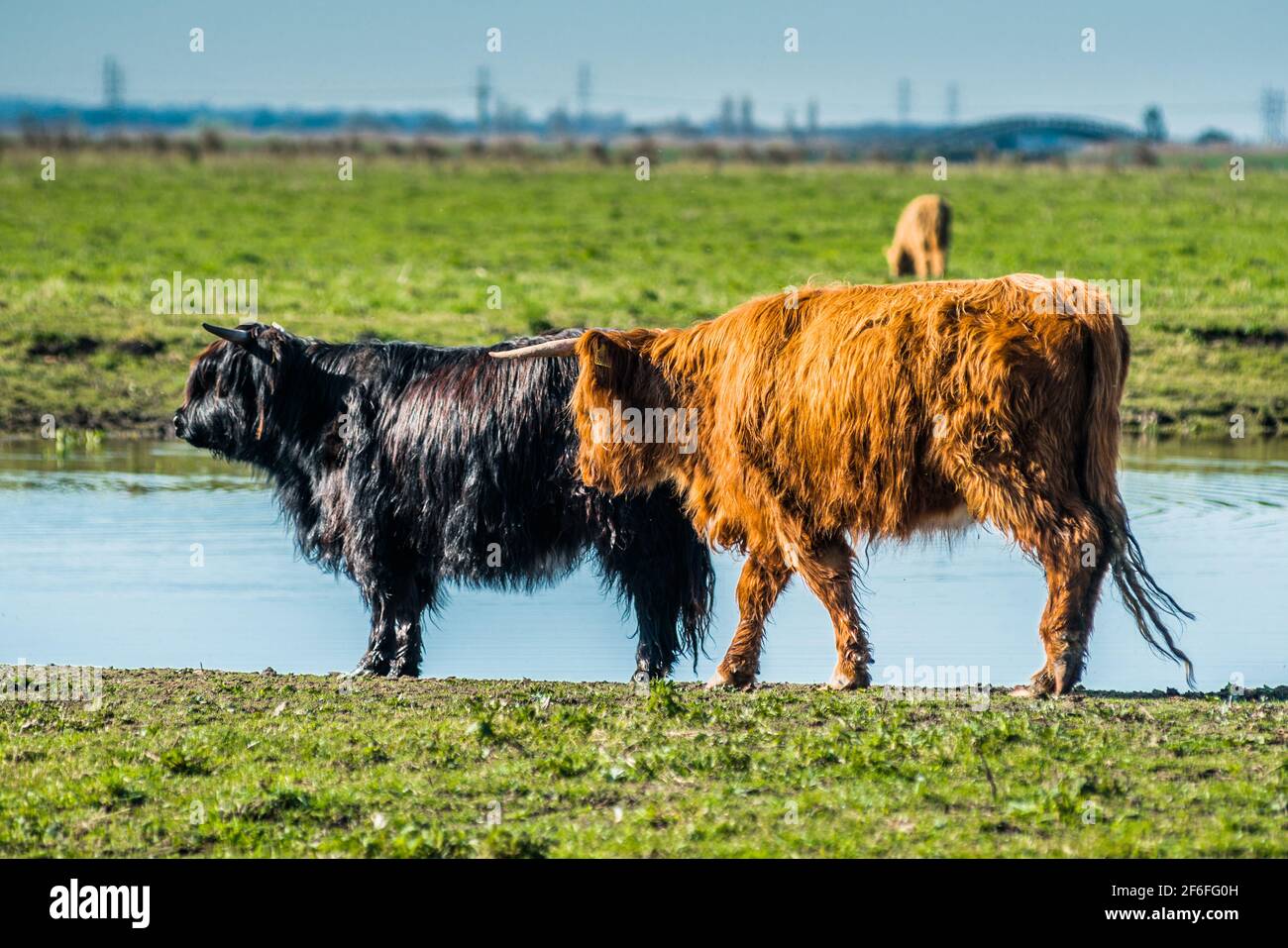 Highland il pascolo di bestiame su Wicken Fen nella Riserva Naturale del Cambridgeshire, East Anglia, Inghilterra, Regno Unito. Foto Stock
