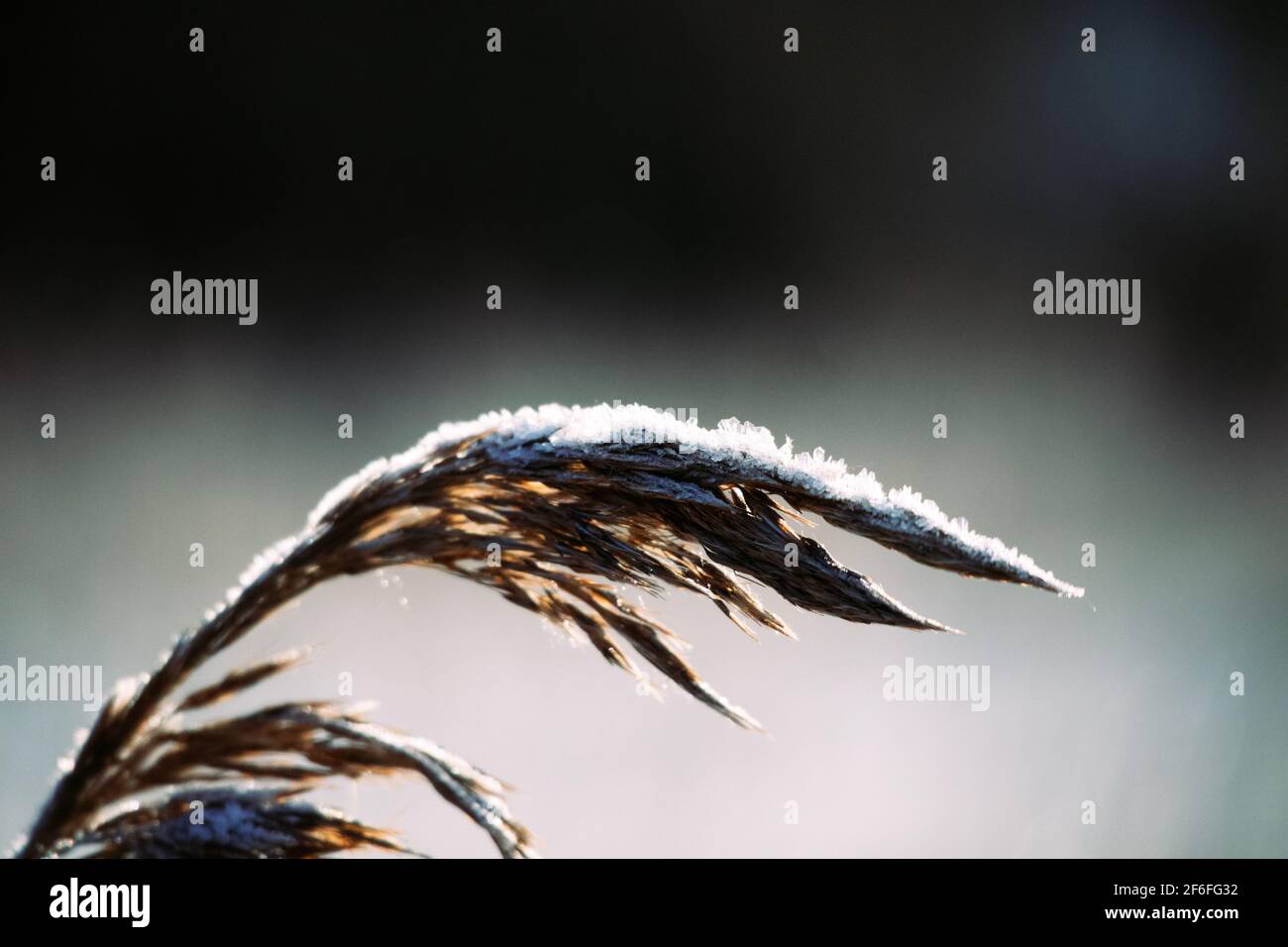 Primo piano di erba spike coperto di neve contro la sfocata sfondo Foto Stock