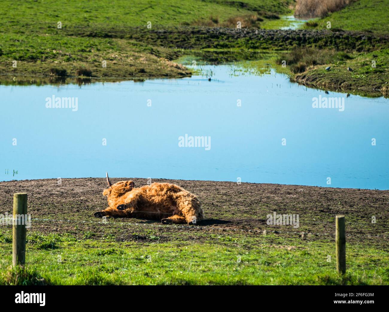 Highland il pascolo di bestiame su Wicken Fen nella Riserva Naturale del Cambridgeshire, East Anglia, Inghilterra, Regno Unito. Foto Stock