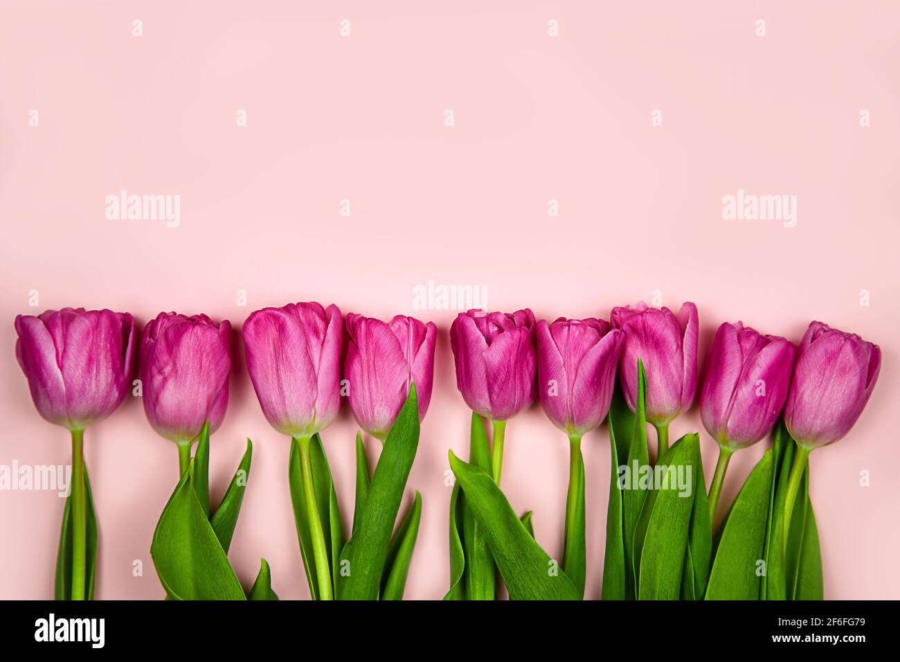 Tulipani rosa fiori su sfondo rosa. Concept - congratulazioni per la giornata internazionale delle donne, compleanno, buon giorno della mamma, piacevole sorpresa, primavera Foto Stock