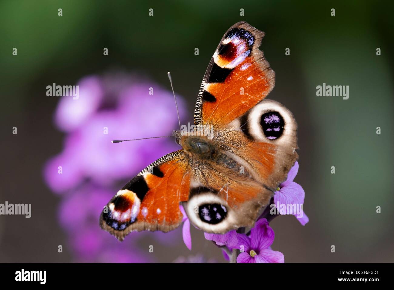 Pavone farfalla di alimentazione su Bowles Mauve wallflower Foto Stock