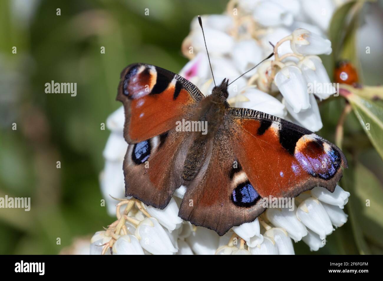 Peacock farfalla di alimentazione su fiori Pieris Foto Stock