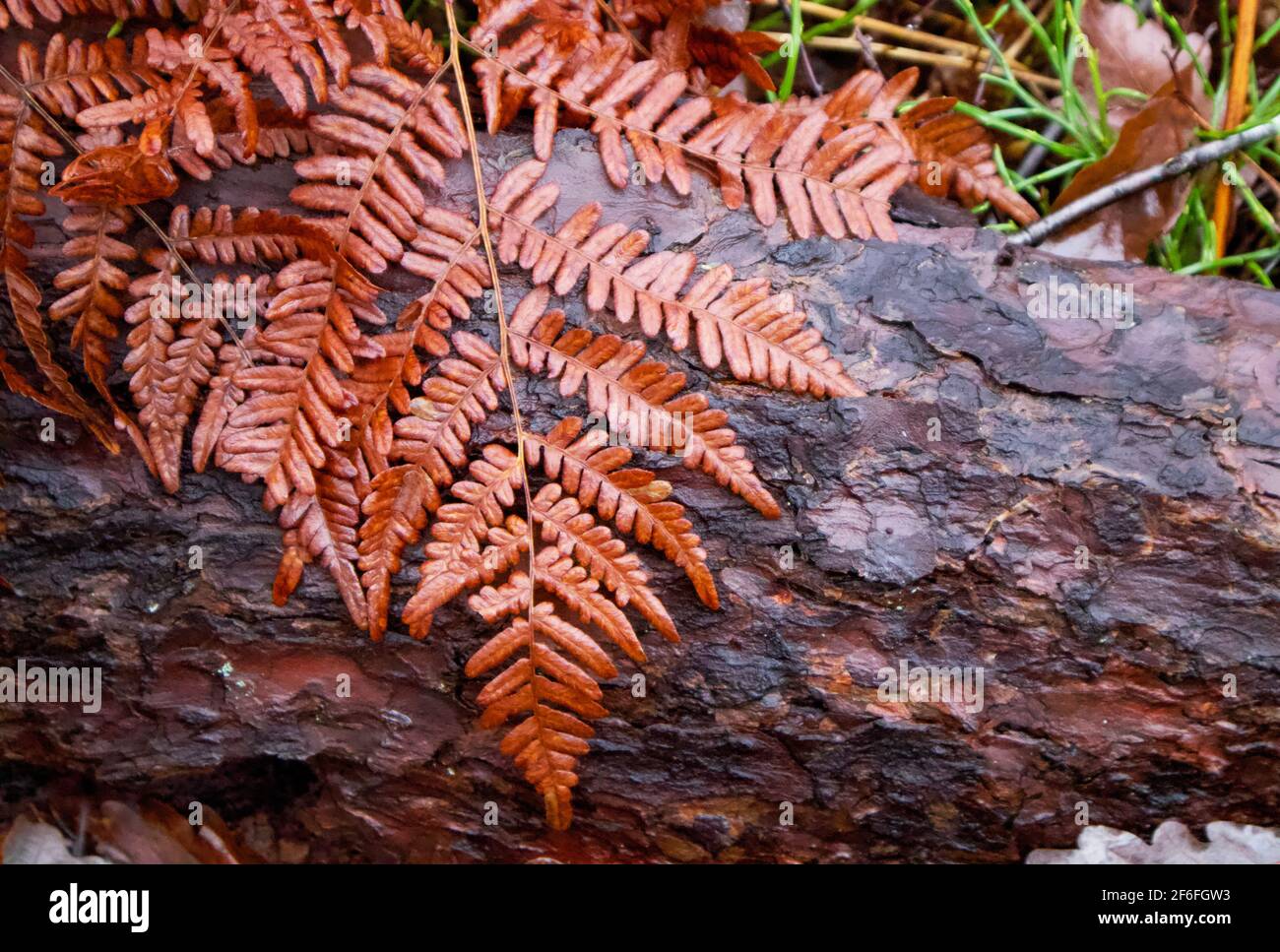 Felce marrone appiccicata con gelo alla corteccia dell'albero caduto in naturale Foto Stock