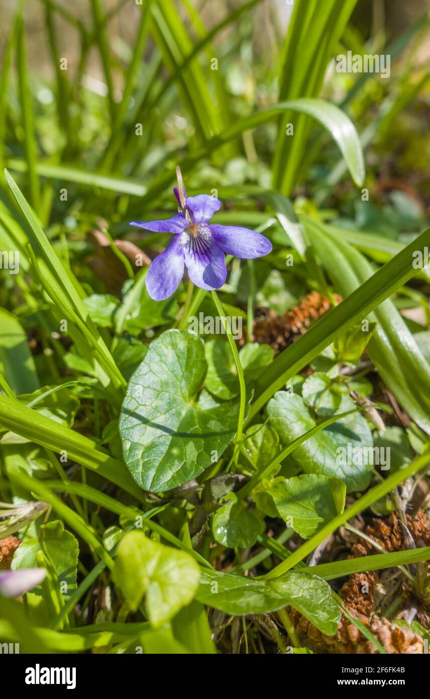 Viola riviniana (Viola riviniana) che si estende su una riserva naturale nella campagna del Regno Unito Herefordshire. Marzo 2021 Foto Stock