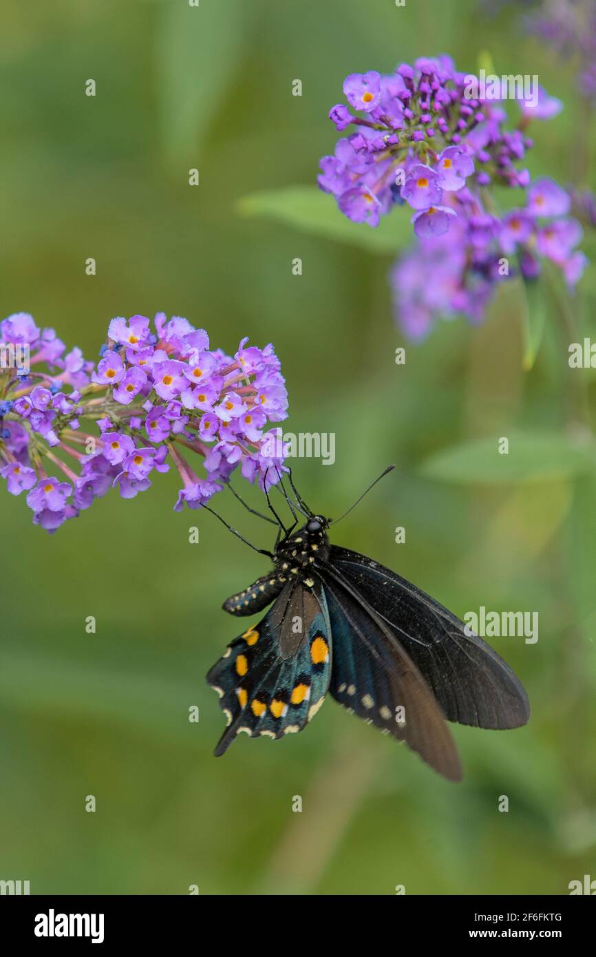 Spicebush che si allowtail alimentando da una farfalla cespuglio. Foto Stock