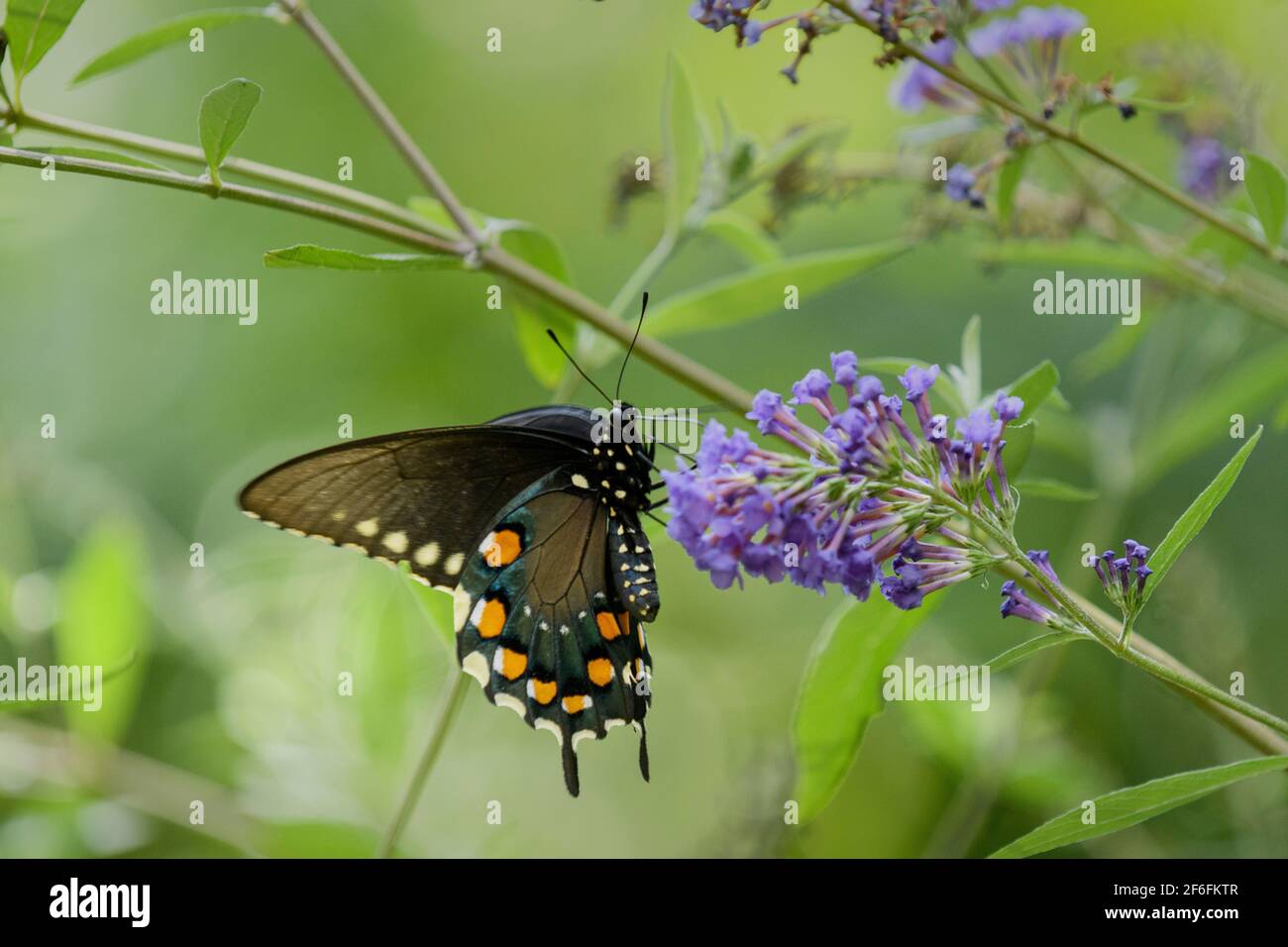 Spicebush altalenante di alimentazione a una farfalla cespuglio Foto Stock