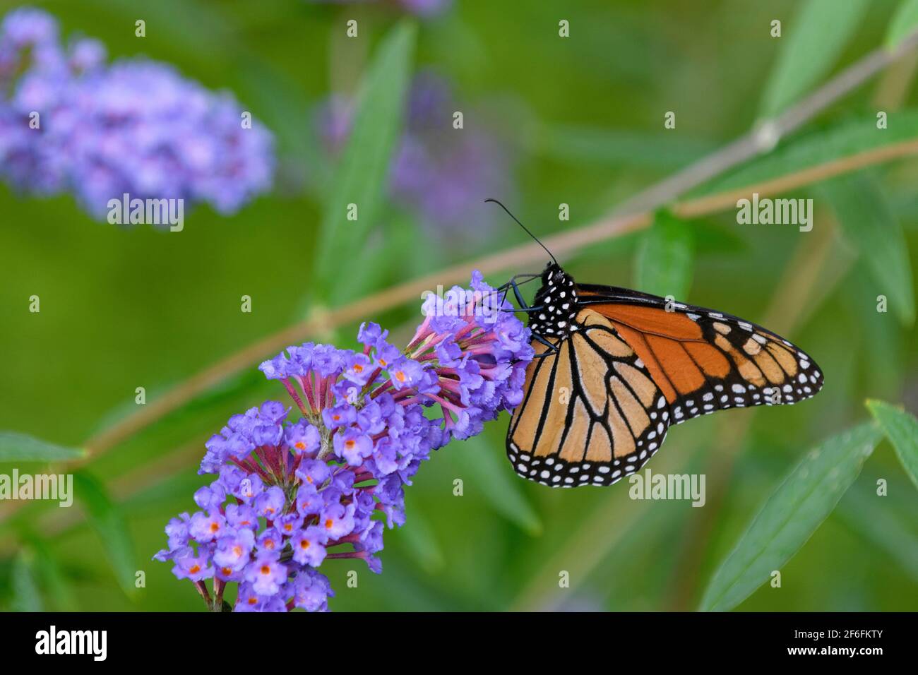 Farfalla Monarch che si alimenta su una farfalla cespuglio Foto Stock