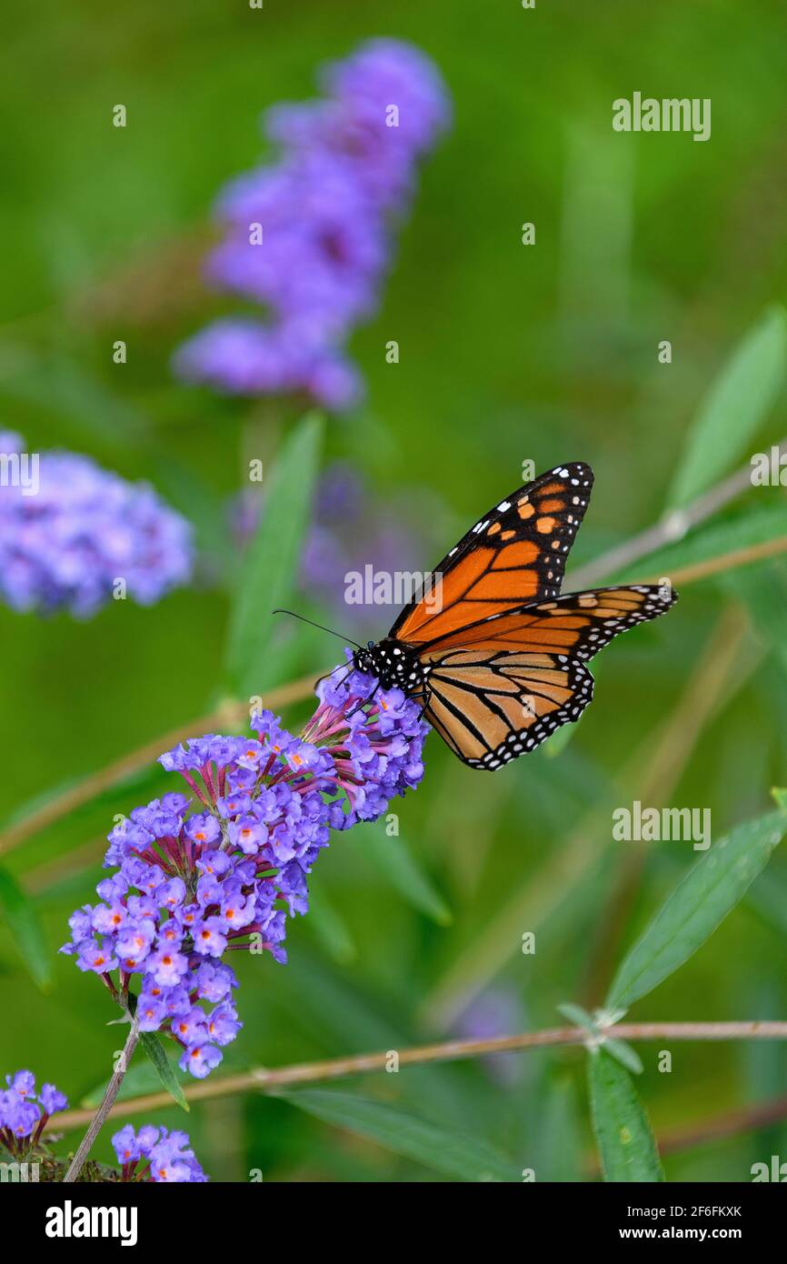 Farfalla Monarch che si alimenta su una farfalla cespuglio Foto Stock