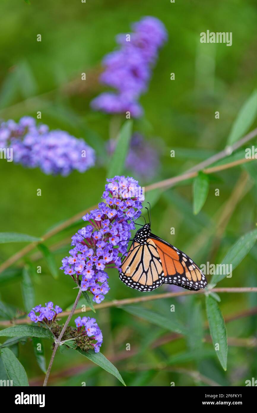 Farfalla Monarch che si alimenta a una farfalla cespuglio Foto Stock