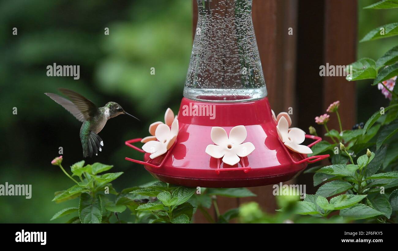 Hummingbird in volo per l'alimentatore di colibrì Foto Stock