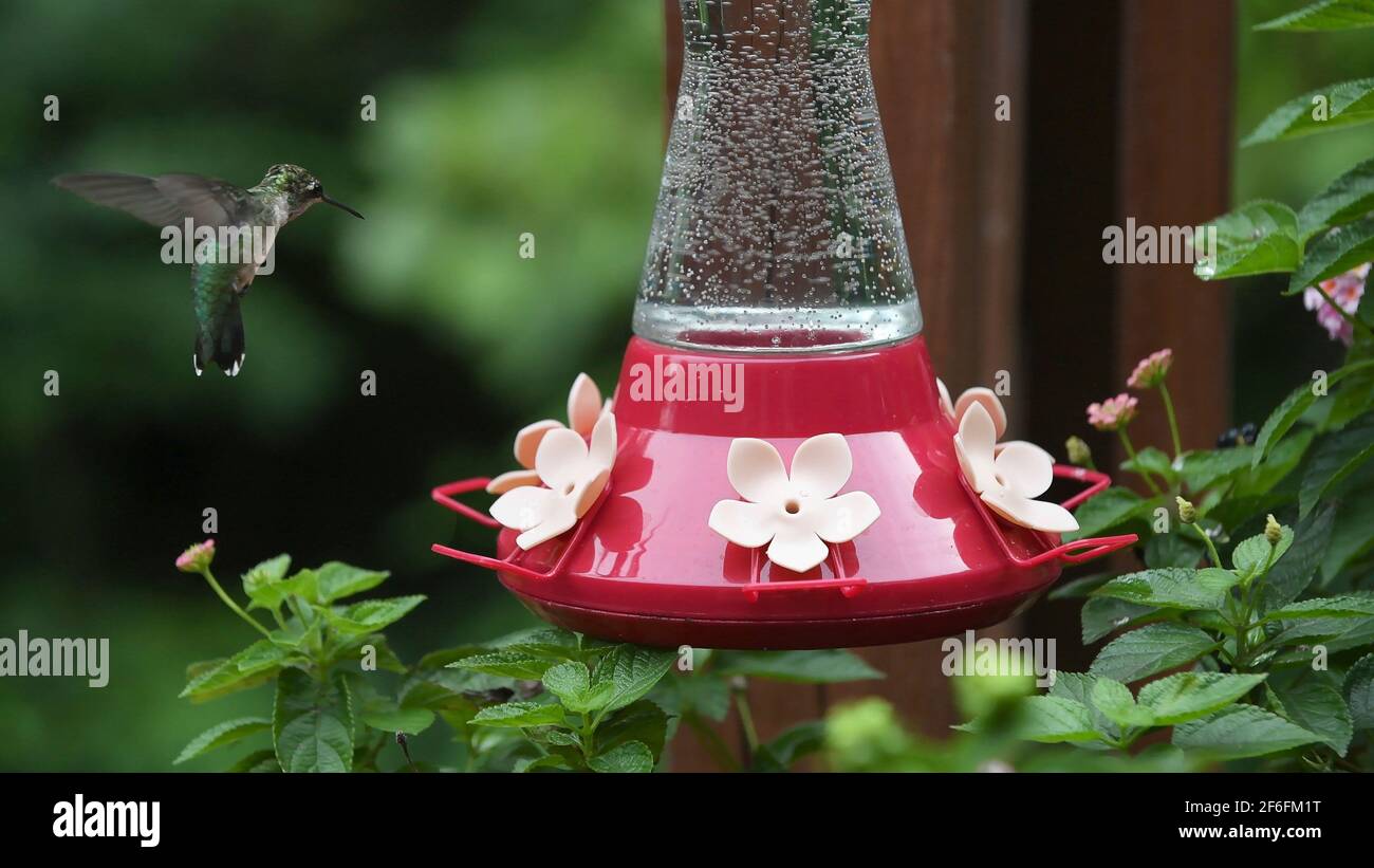 Hummingbird in volo per l'alimentatore di colibrì Foto Stock