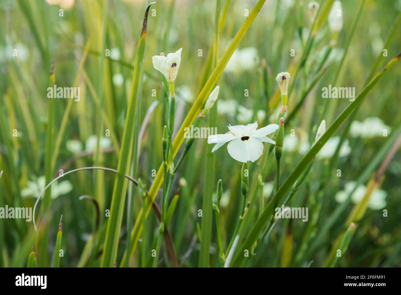 Campo con Dietes bicolore, comunemente noto come iris africano o giglio di due notti Foto Stock
