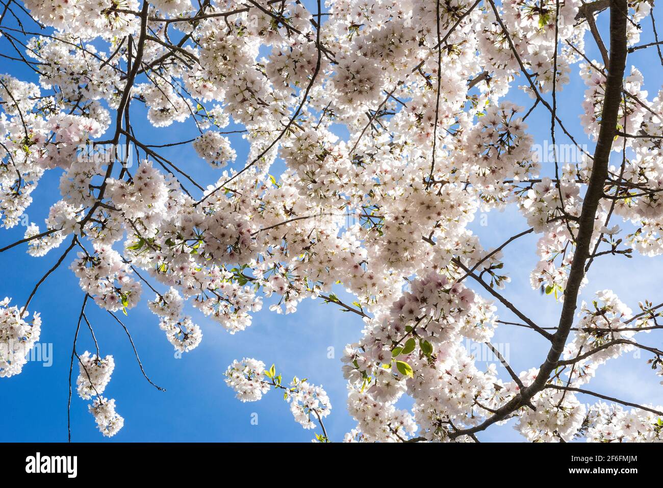 Ciliegio Yoshino in fiore contro un cielo blu Foto Stock