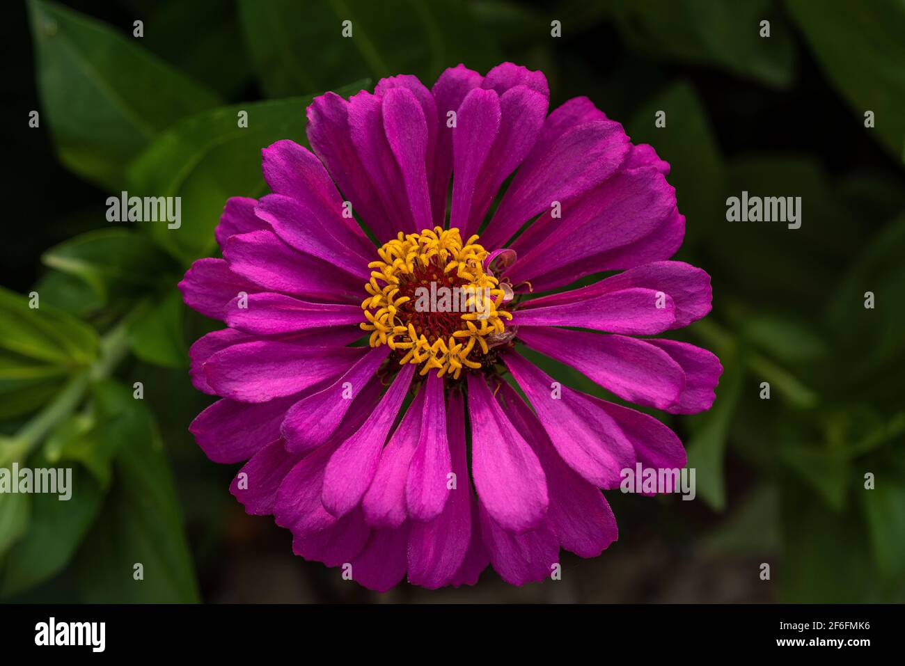 Primo piano della zinnia magenta Foto Stock