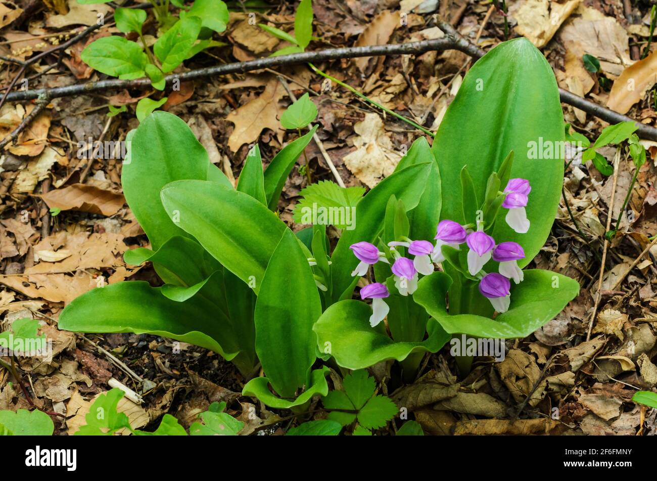 Fiori di Orchi Showy Foto Stock