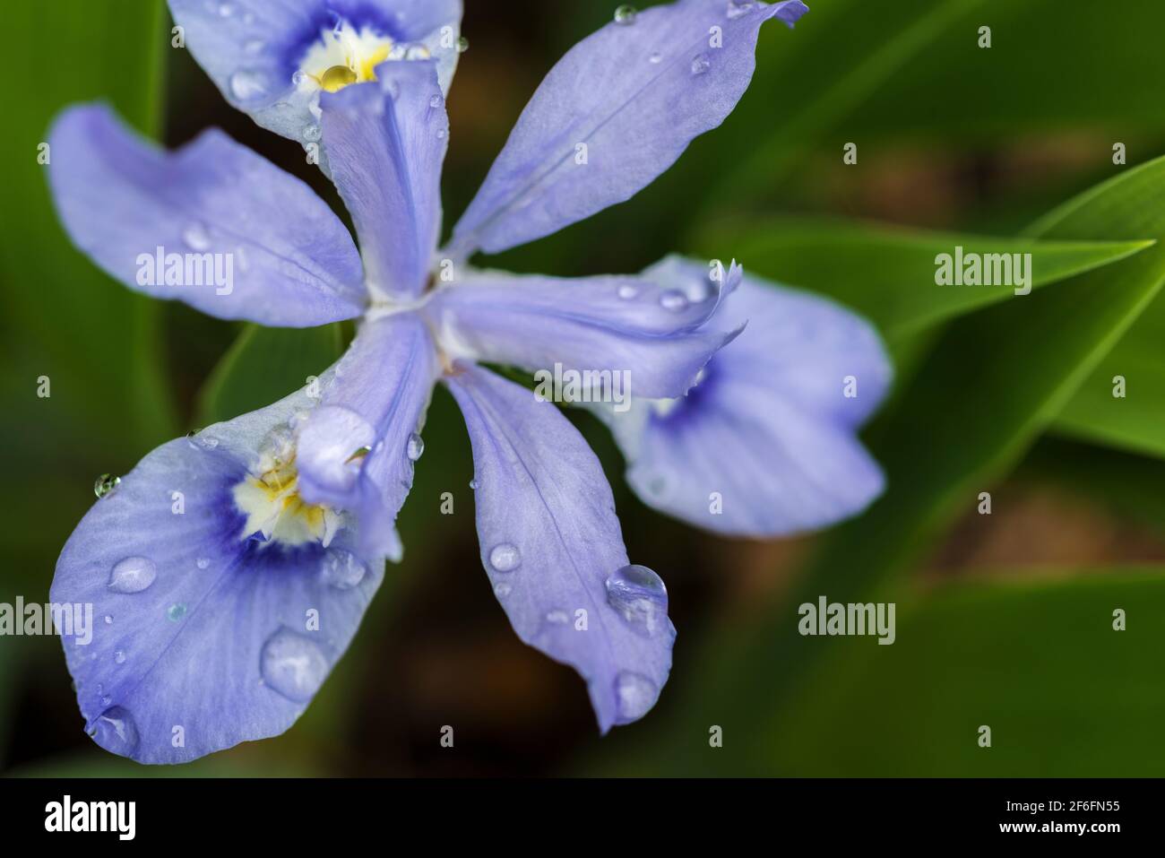 Iris nana crestata Foto Stock
