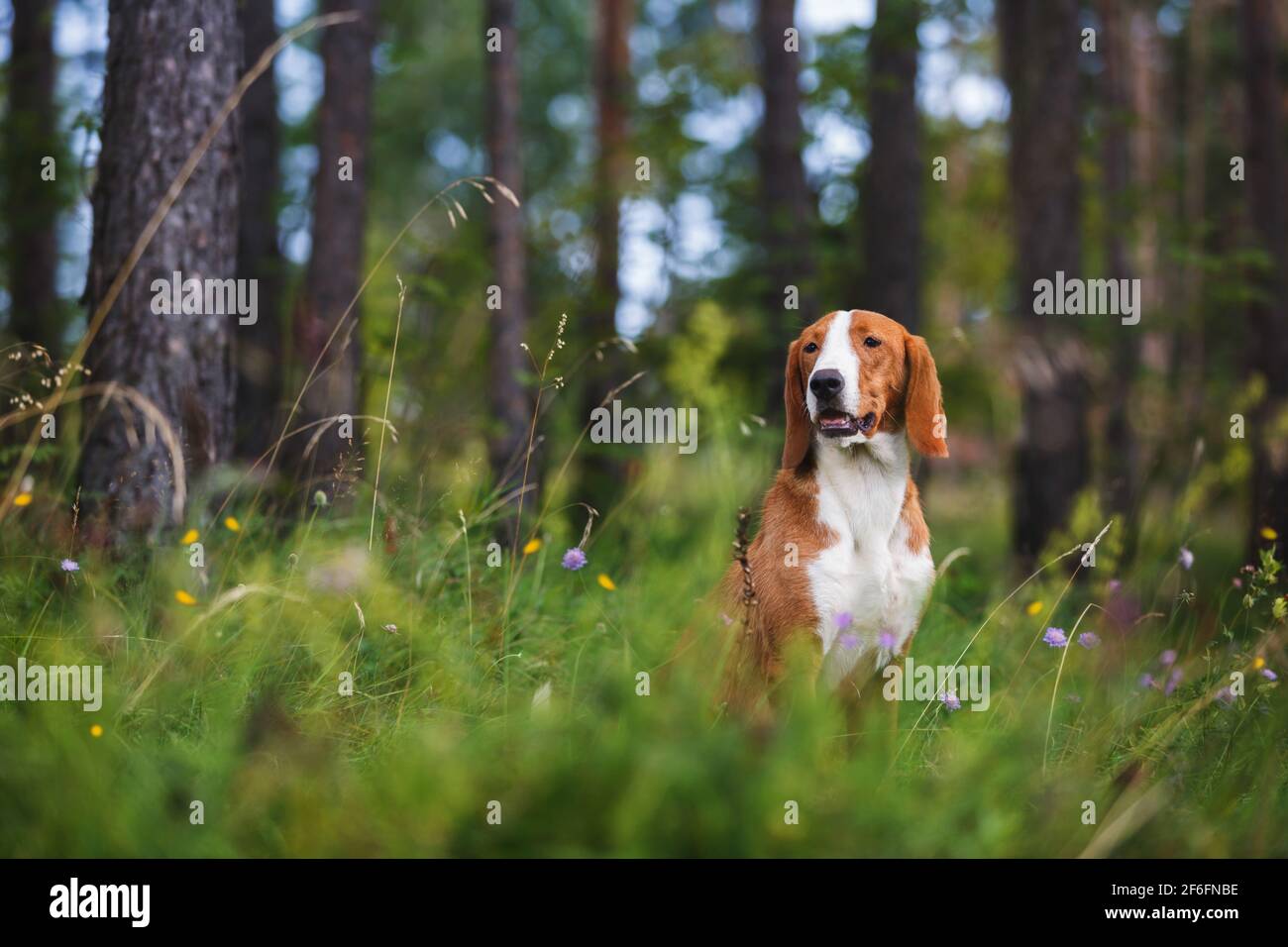 Ritratto di un bel toro terrier mix cane seduta tra erba e fiori in estate soleggiato giorno, fuoco selettivo Foto Stock