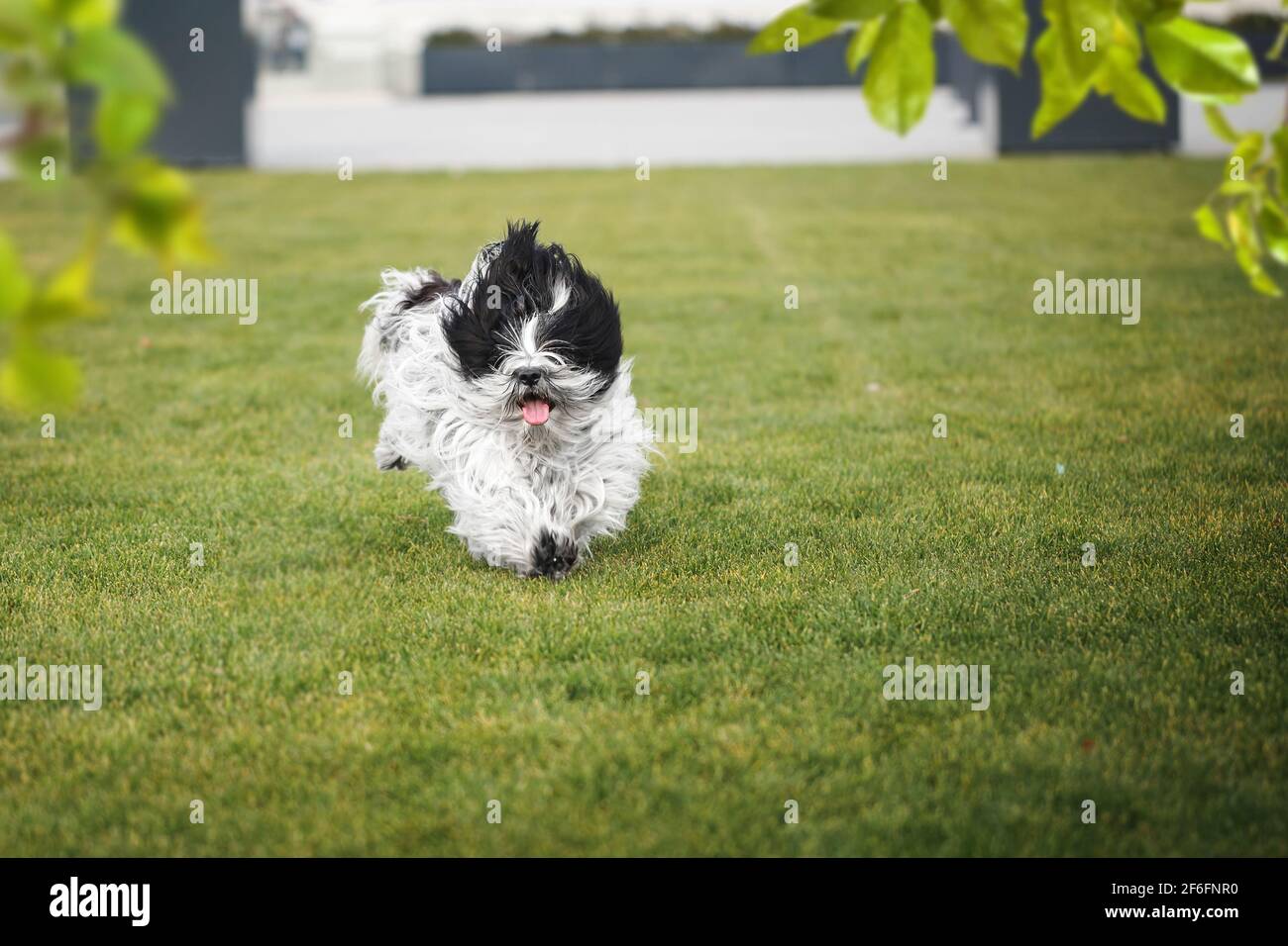 Cane tibetano del terrier che corre nell'erba in un cortile in primavera, fuoco selettivo, spazio di copia Foto Stock
