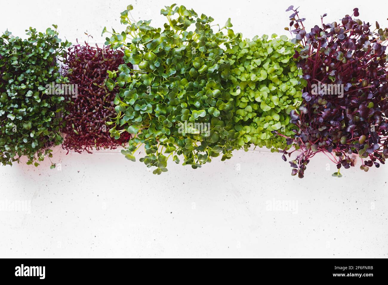 Germogliare semi in scatola per il giardino e insalata. Micogreens. Supercalotte verdi. Germinazione di seme a casa. Foto Stock