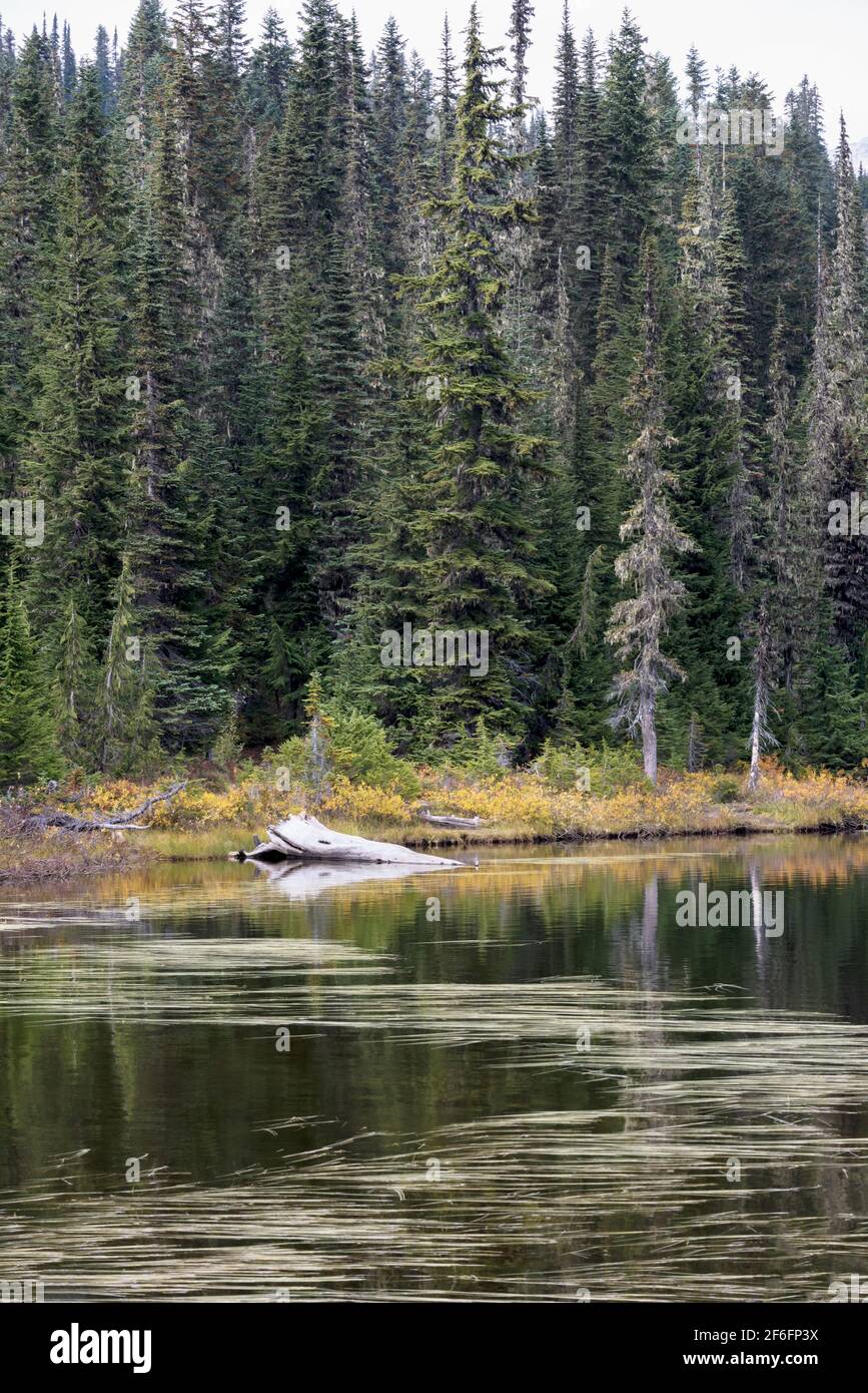Lago riflettente al Mount Rainier National Park, Washington Foto Stock