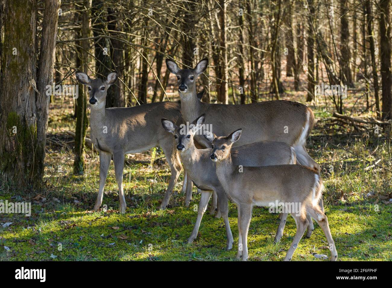 Quattro cervi in piedi al margine della foresta, Tennessee Foto Stock