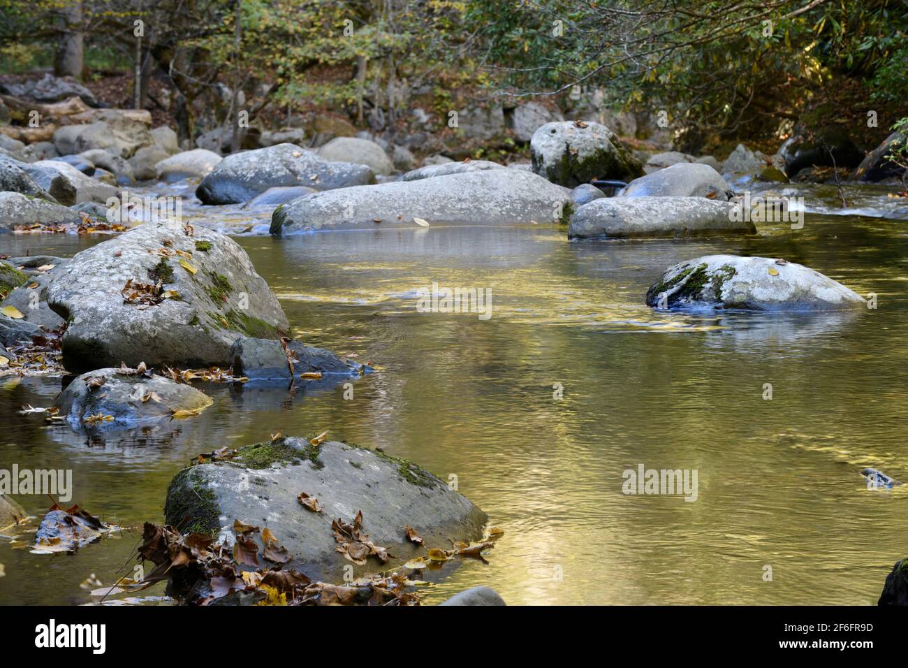 Pensieri contemplativi, Great Smoky Mountains National Park, TN Foto Stock