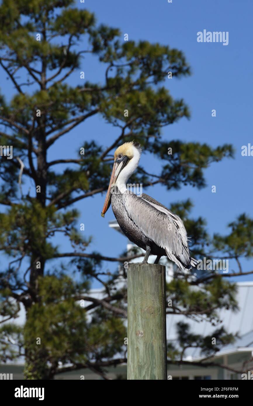 Pellicano marrone su un palo a Whisky Creek, Wilmington, Carolina del Nord, Stati Uniti Foto Stock