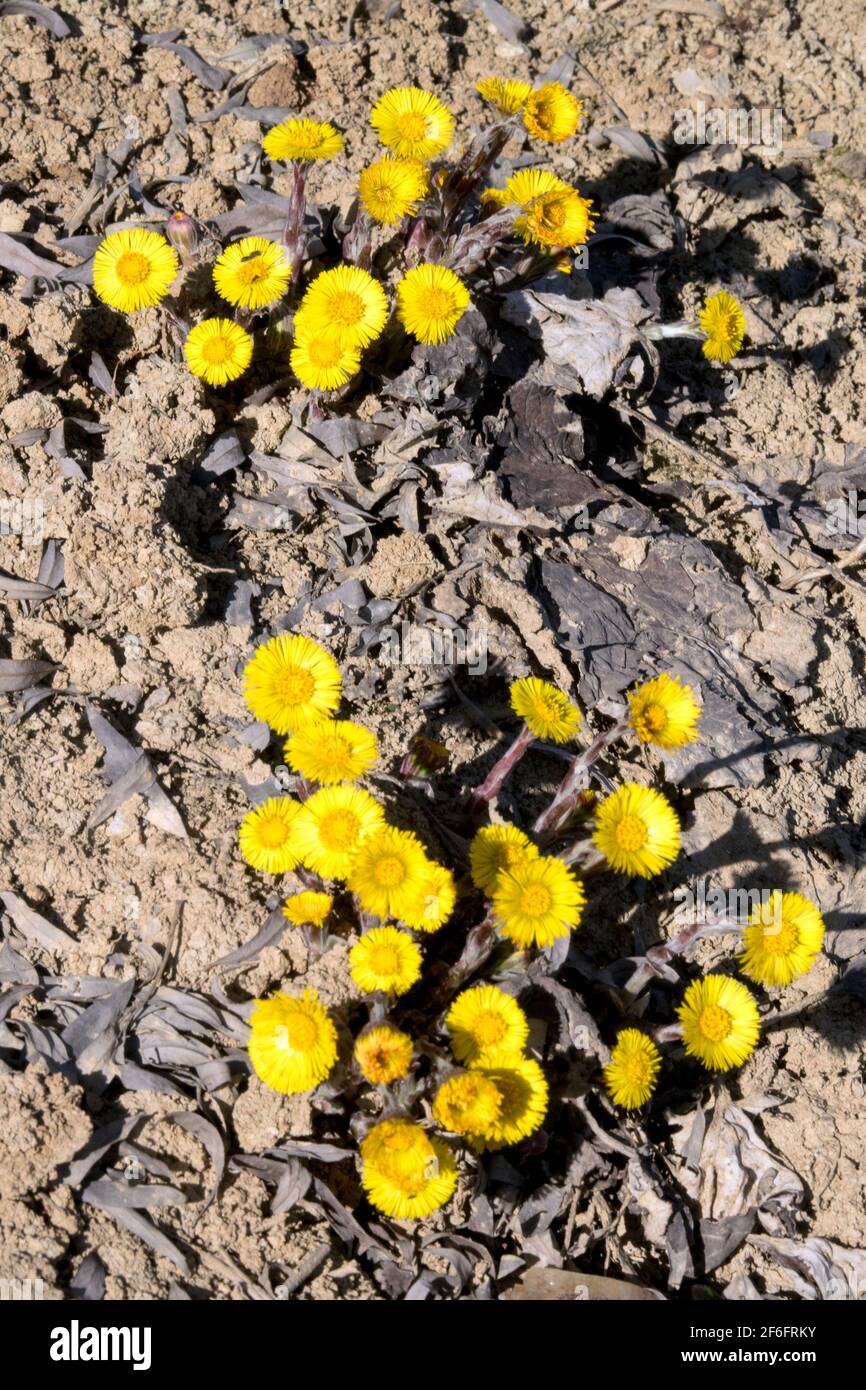 Fiori di Coltsfoot Tussilago farfara che cresce su terreni argillosi rudimentali primi Fiori primaverili Fiori fioritura piante Fiori gialli Fiori fioritura Foto Stock