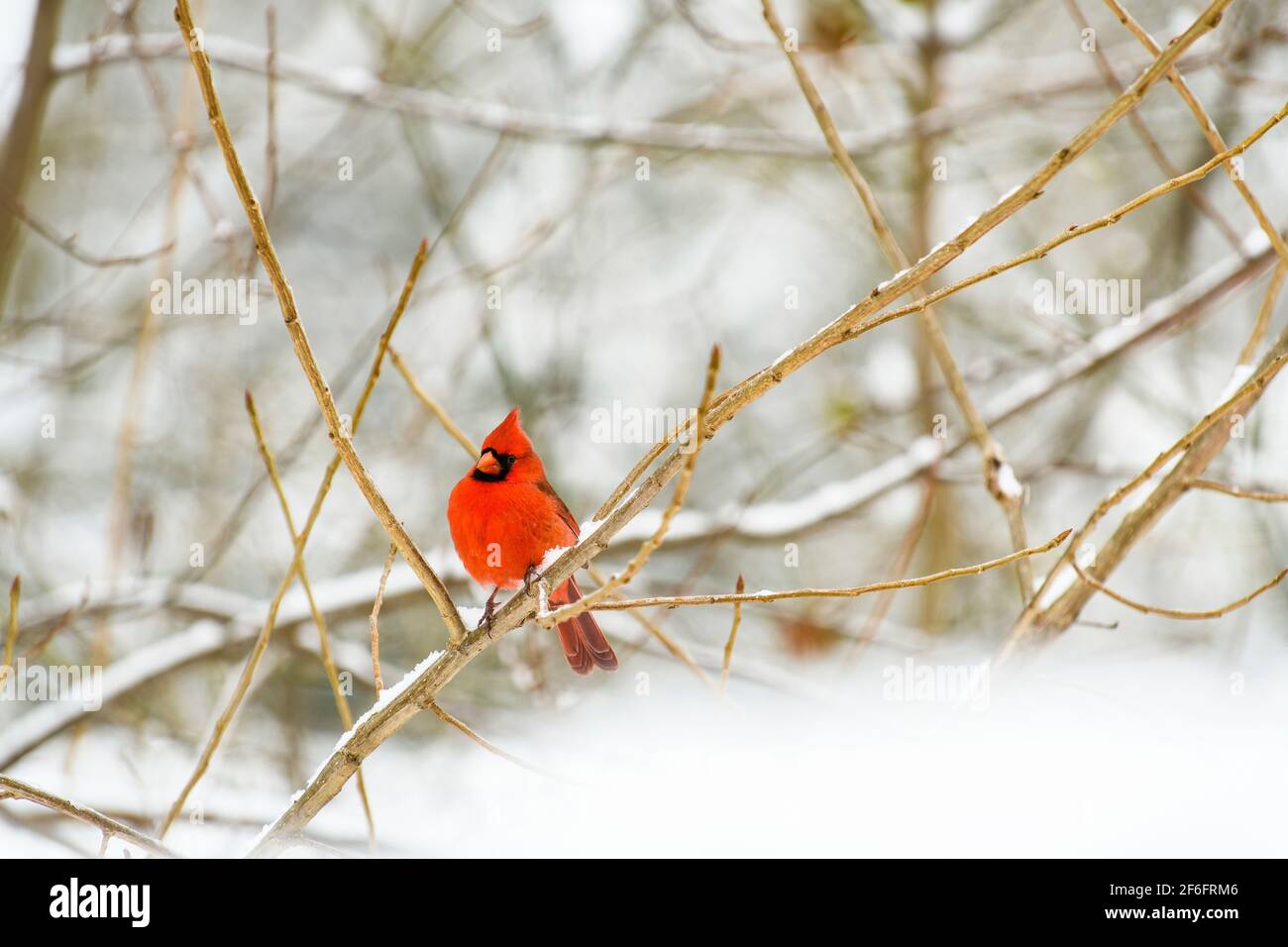 maschio cardinale settentrionale seduto su un ramo innevato Foto Stock