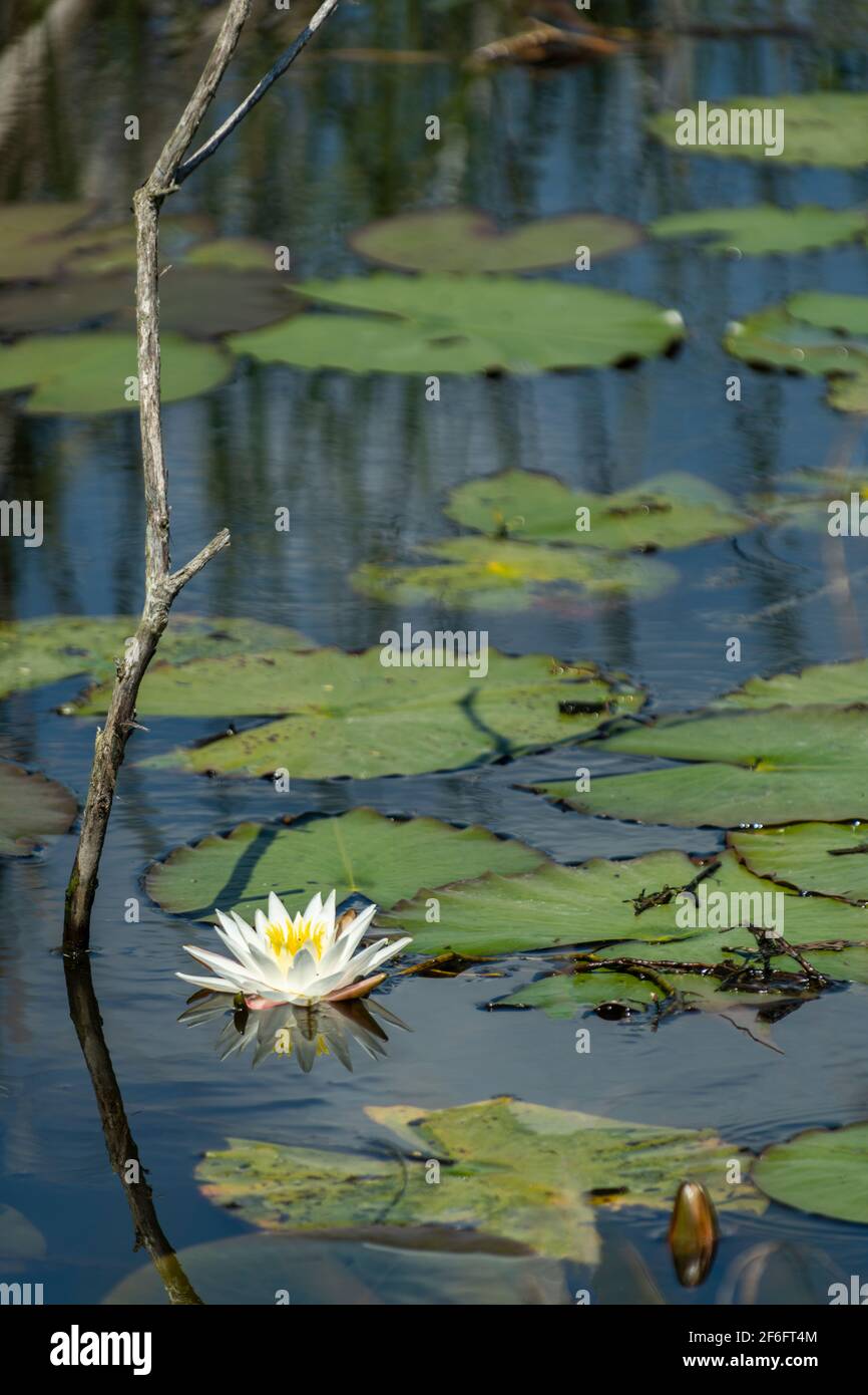 Water Lily, Savannah National Wildlife Refuge, Hardeeville, Carolina del Sud Foto Stock