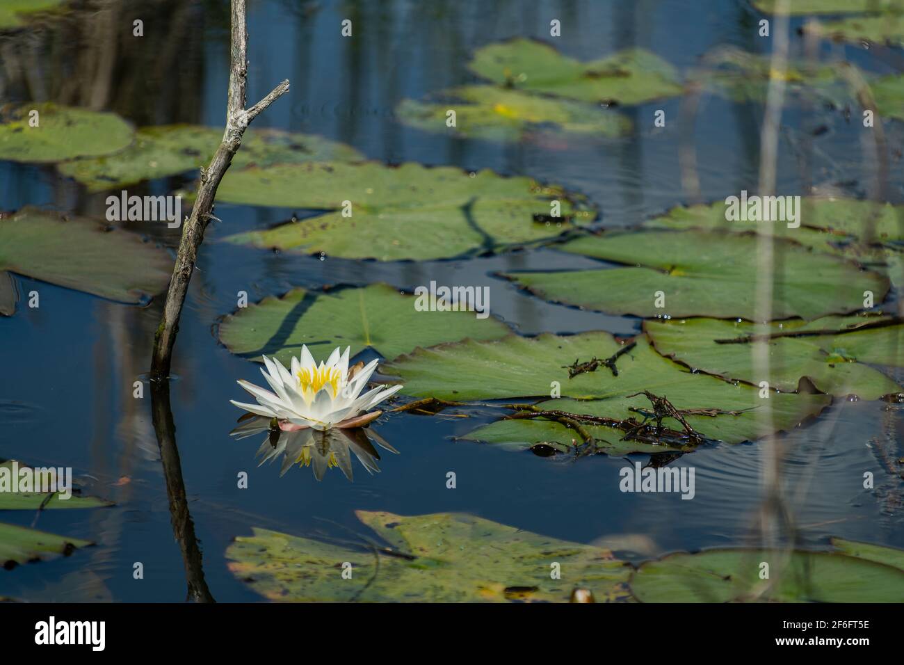 Water Lily, Savannah National Wildlife Refuge, Hardeeville, Carolina del Sud Foto Stock
